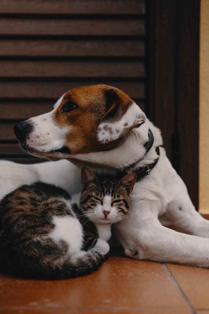 Are Dogs More Loved Than Cats