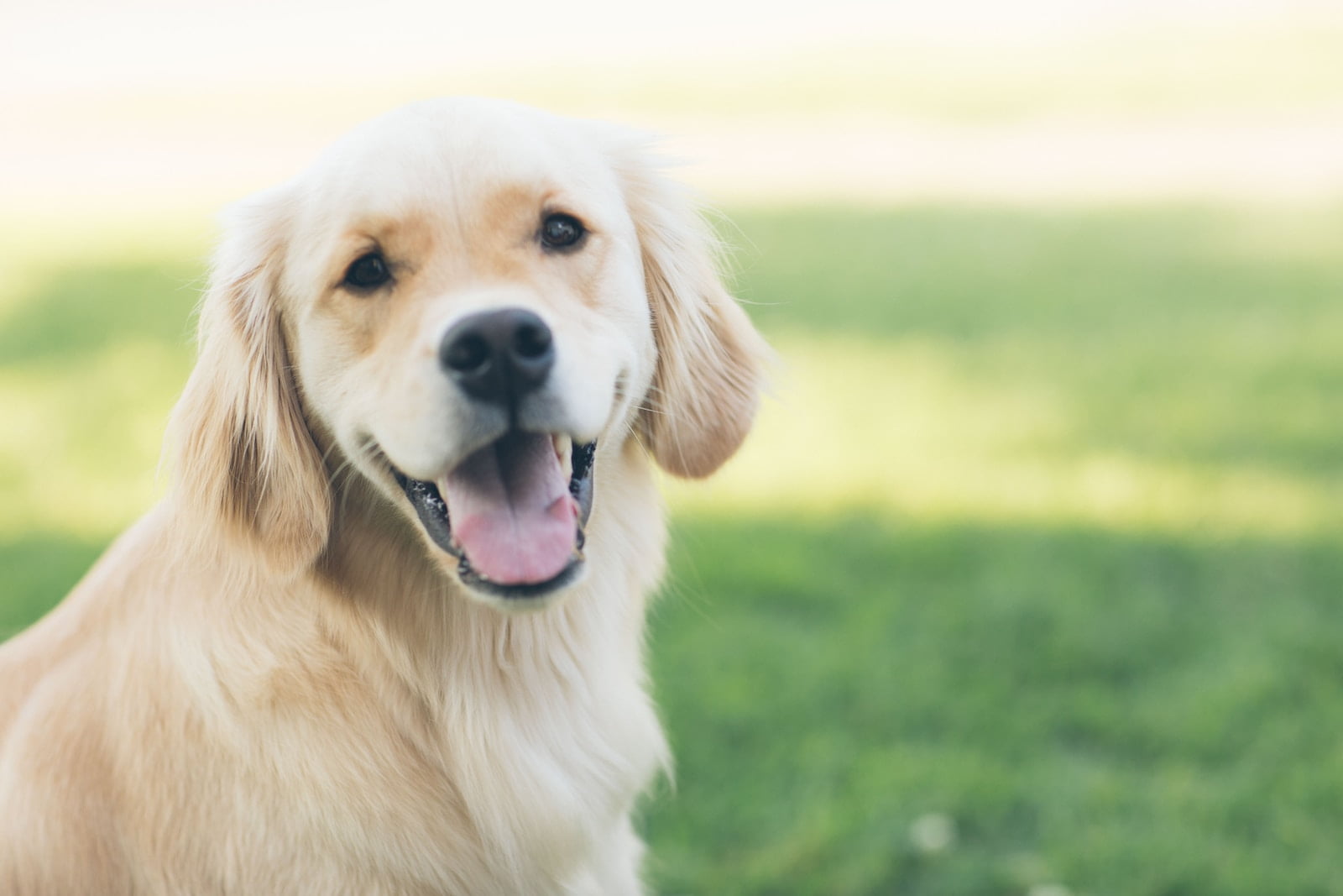 5 Selected Dog Breeds That Are Considered to be Friendly - The gentle nature of these dogs makes them ``healthy and adorable'' and ``soothing.''