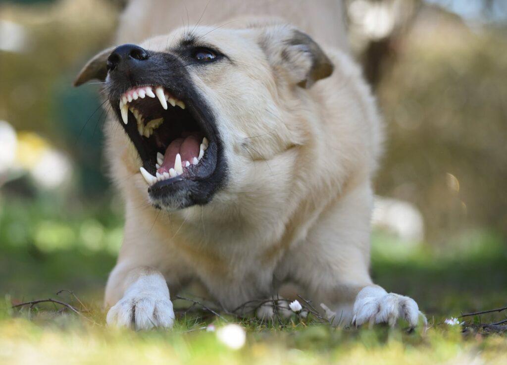 3 Things You Should Never Do That Will Make Your Dog Angry! 