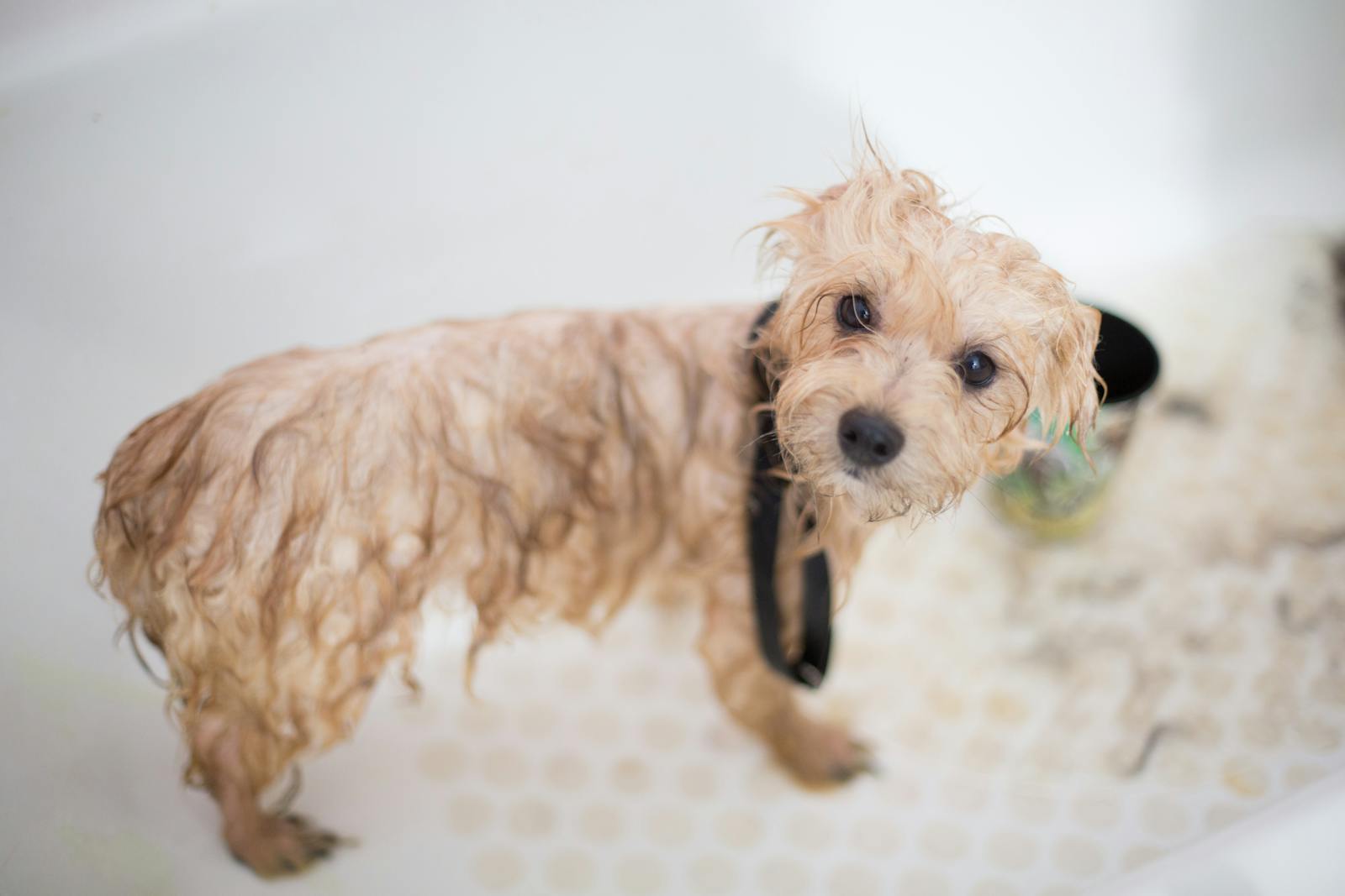 5 Reasons Why Your Dog Peeks Into the Bathtub