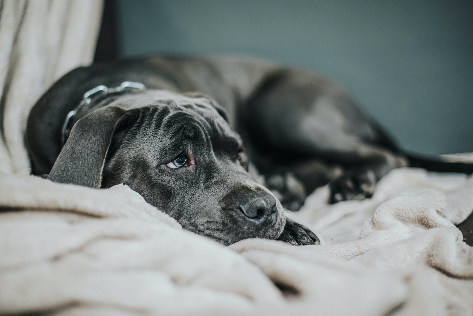 Signs Your Dog Might Have Separation Anxiety