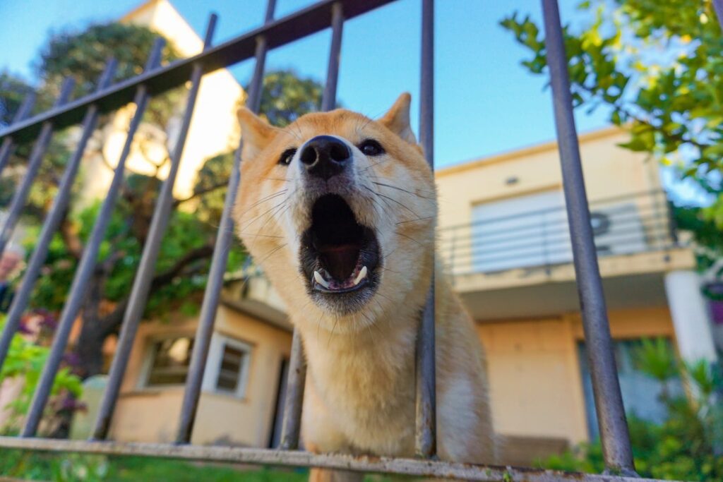 Why Your Dog Is Barking Differently Than Usual?