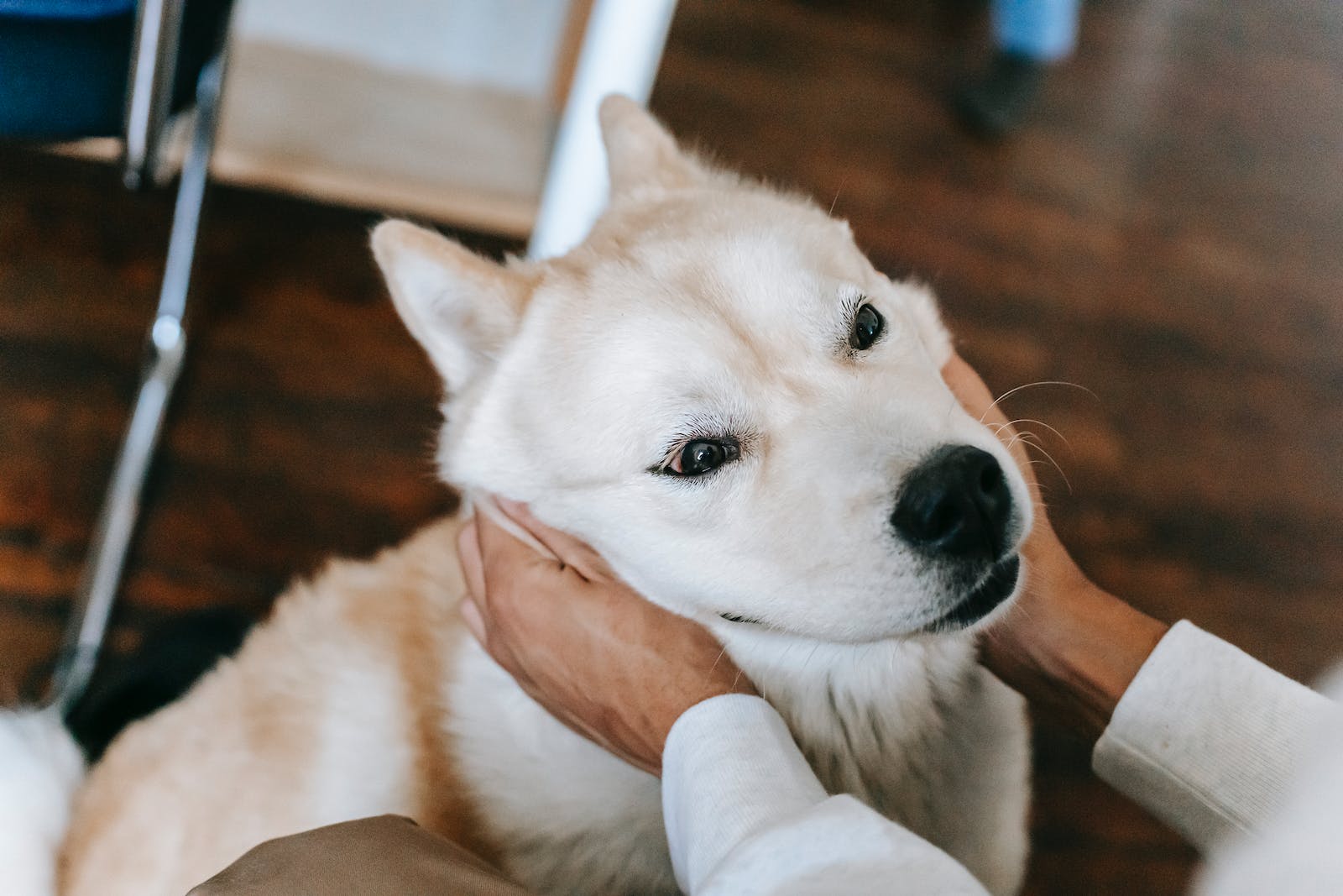 ways to talk to your dog that will make your dog happy