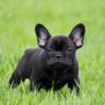 Dog Breeds That Are Prone to Rough Skin