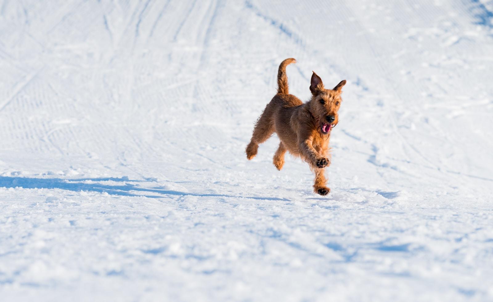 ways to walk in the snow that you shouldn't let your dog do!