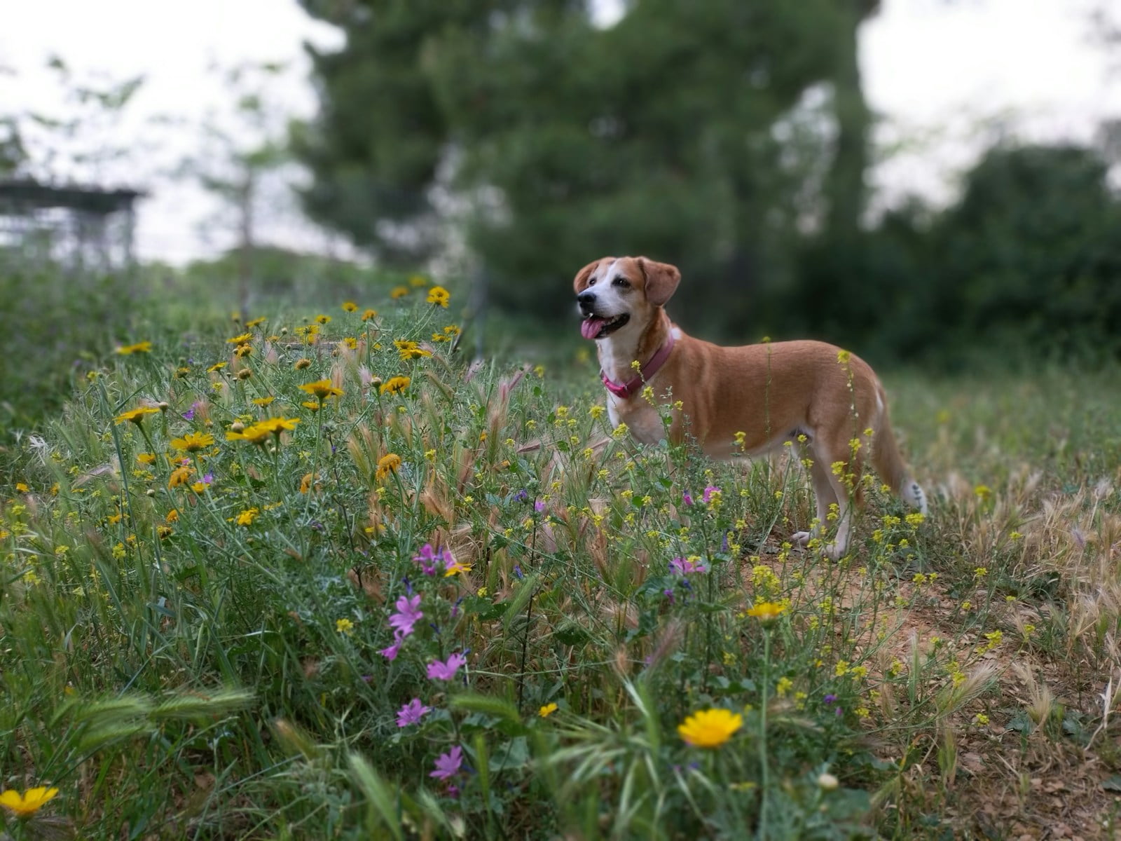 6 diseases that dogs are prone to in spring